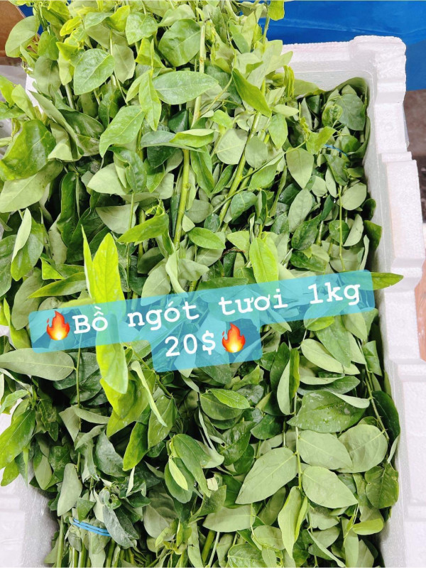 Bồ ngót tươi