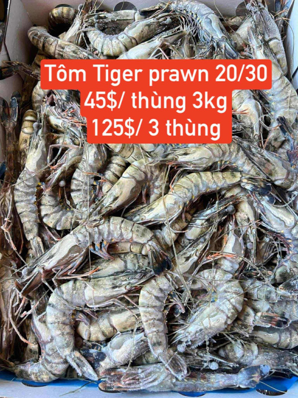Tôm tiger prawn size 20/30