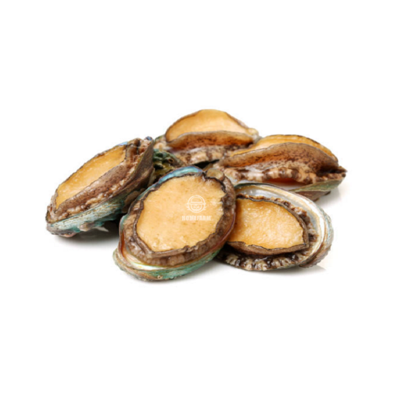 Bào ngư đông đá nhỏ