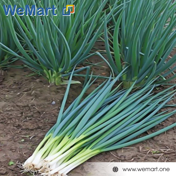 Hành Hương 1kg 12$